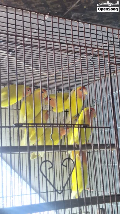 BIRDS FOR SALE 4