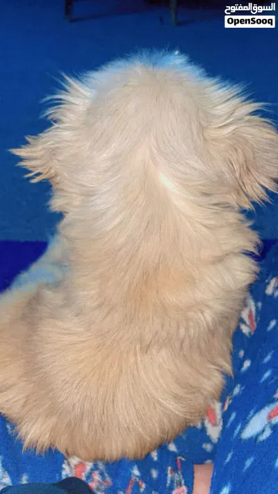 كلبه Maltese 2