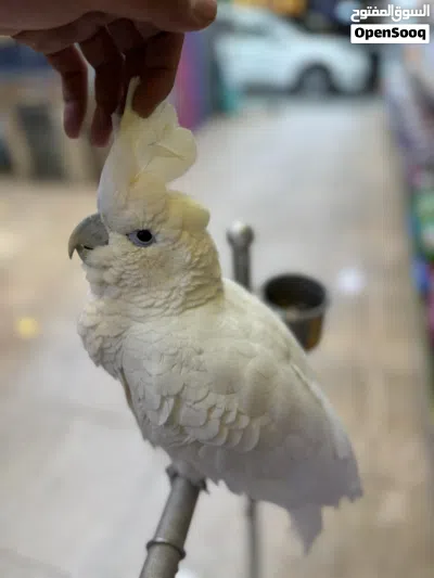 ببغاء كوكاتو جوڤن اليف جدا جدا 4