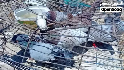 موجود حمام بلدي للبيع او للبدل 2