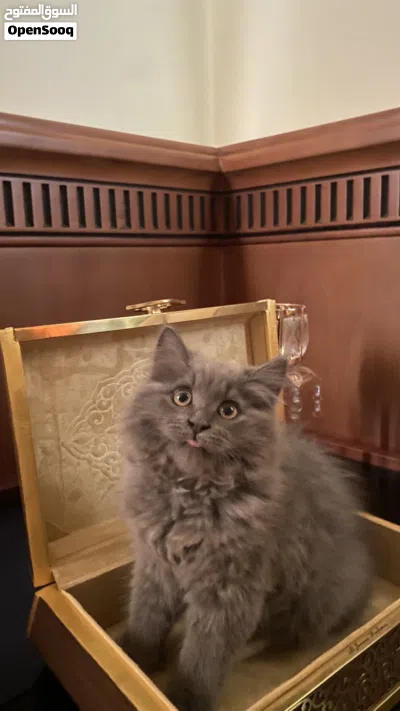 للبيع قط انثى العمر 3شهور قابل 2