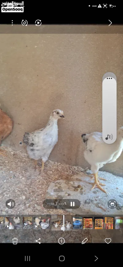 فراخ سايكس انجليزي بحاله ممتازه 4