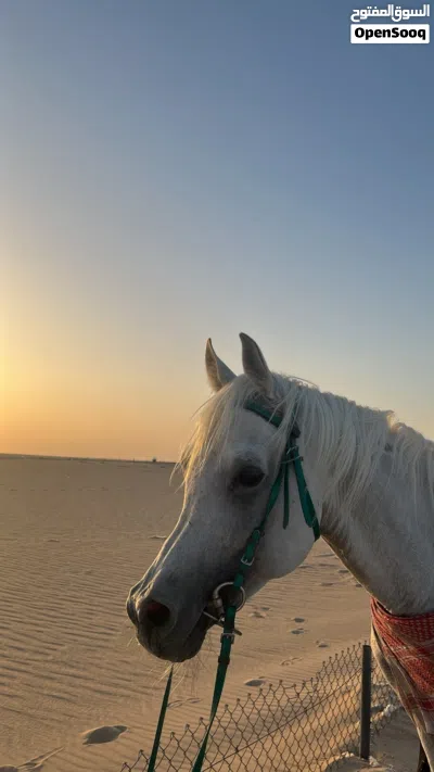 حصان. ٰ 3