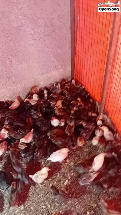 صوص عمر شهر 2