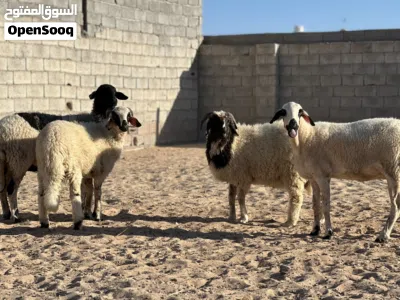 2 نعاج للبيع 3