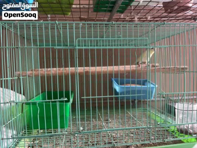 بادجي لبيع مع القفص 3