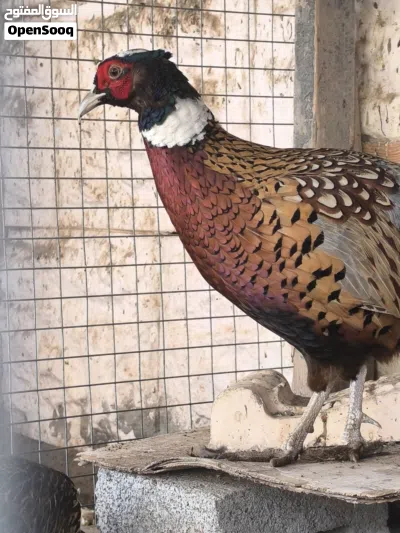 طيور نادرة الفزن و الدجاج و السمان و الحجل و الببغاوات. فصائل و أنواع مختلفة و نادرة(قابل للتفاوض) 2