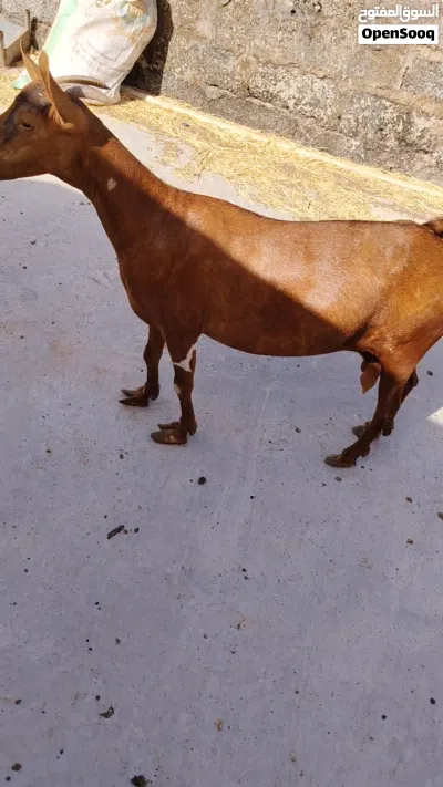 غنمه دبسيه للبيع عشار بإذن الله تعالى 2
