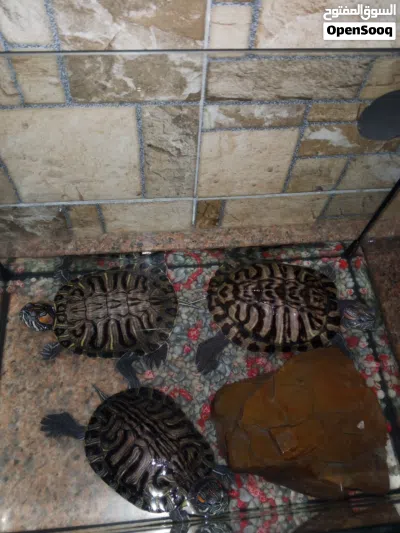 ثلاث سلاحف برمائية إذن حمراء 2
