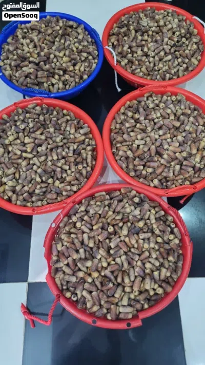 للبيع تمر نغال مال السنه 2