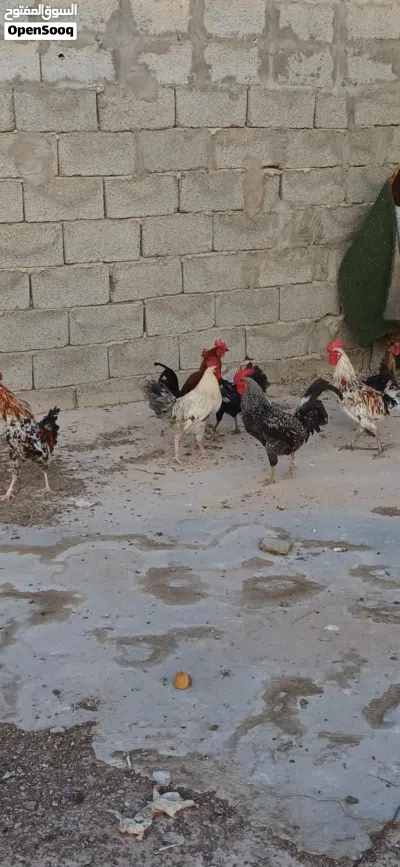 متاح 5 فروج 2دجاج ايدحو 2