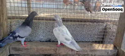 طيور الحمام ثلاث ازواج 4