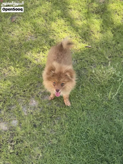 كلب Pomeranian 3
