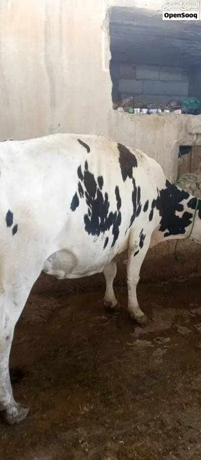 بقره بطن ثاني لحم 4