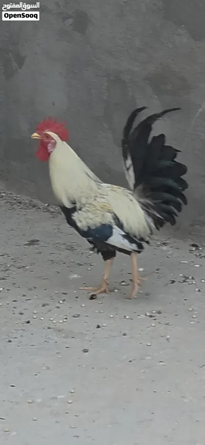 دجاج دندراوي خط اول 2