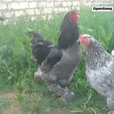 كوبية براهما رصاصي 3