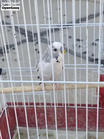 طيور حب بادجي 3