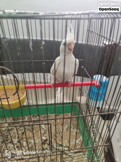 طائر كوكتيل وكناري للبيع 3