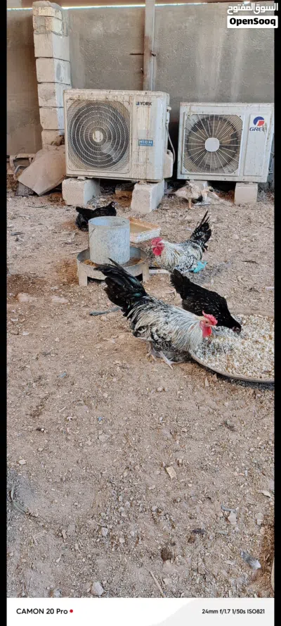 عله 10دجاج 2