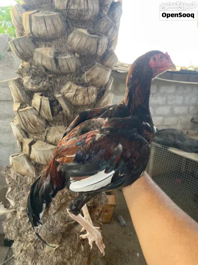 ديك و دجاجه باكستاني اصيل الي يبا بسعر مناسب 3