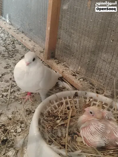 3 زواج أرافل قجم بزارات لزوج 30 2