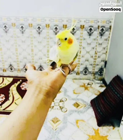 كوكتيلات مال بيت ليفات 4