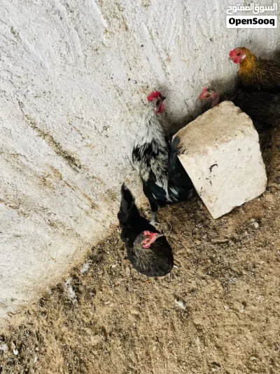 دجاج عربيً وفروج 2