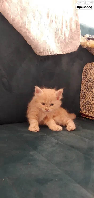 حيوانات للبي. 2