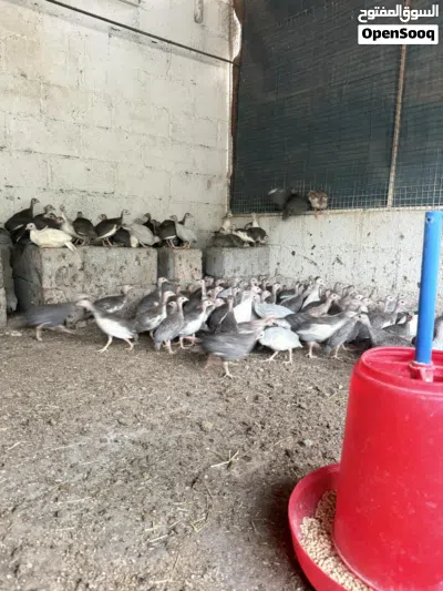 للبيع كنج العمر شهرين وفوق 2