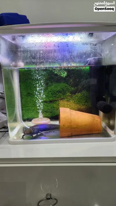 Axolotl for Sale – Complete Setup Included 2
