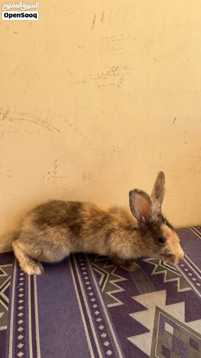 ارانب للبيع شوف الوصف 4