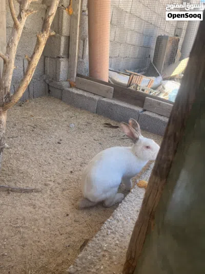 ارنب مالطي كبير 2