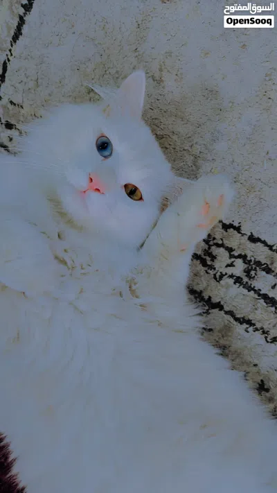 turkish angora Persian 3