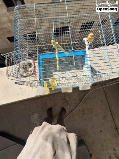 جوز كنار بناديق 4