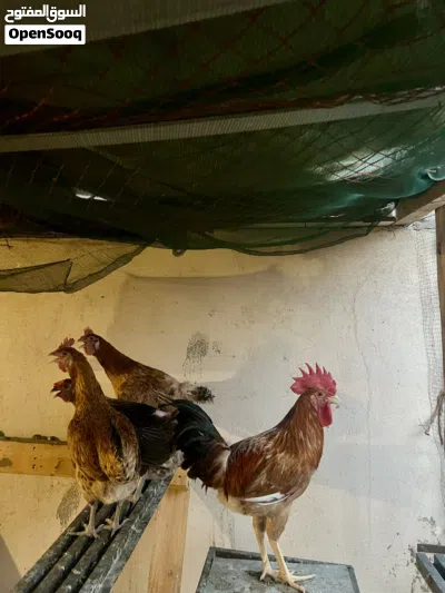 دجاج صوص بيض 4