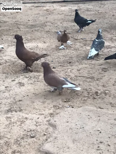 حمام شقلاب 3