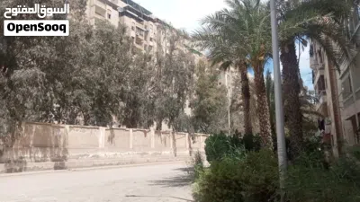 قص وتقليم الاشجار 3
