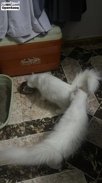 undefined 2