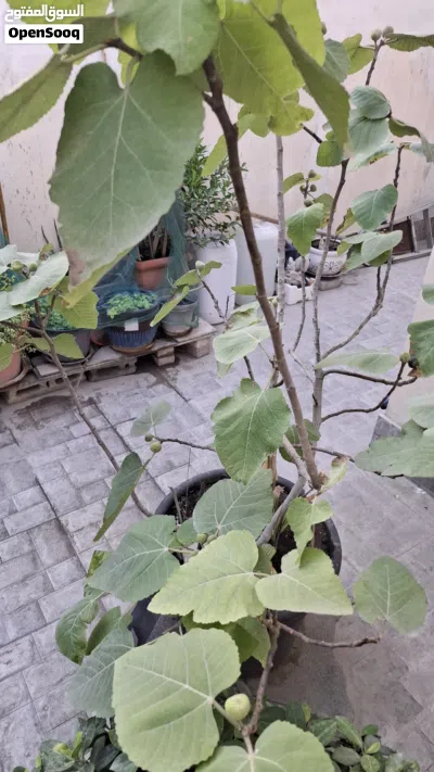 للبيع اصيص تين مثمر 3