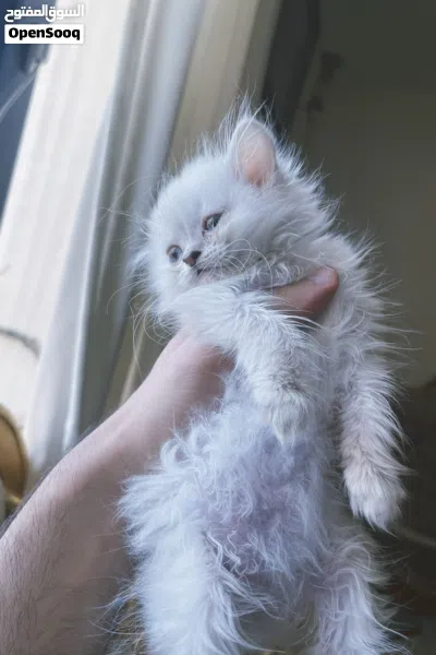 Himalayan Femaleهيمالايا انثى 3