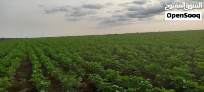 للبيع في الفاو مشروع زراعي 20 فدان 2