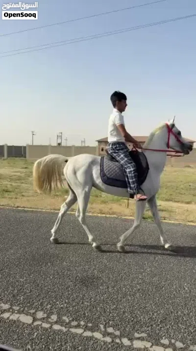 حصان مصري بيور 3