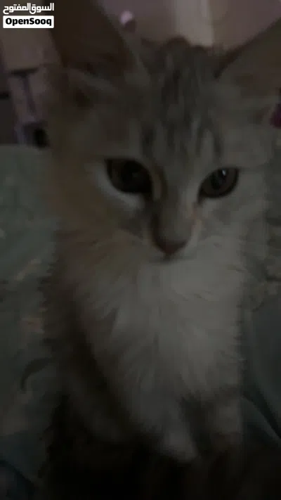 playful kitten for adoption! looking for forever home قطه لعوبه للتبني 2