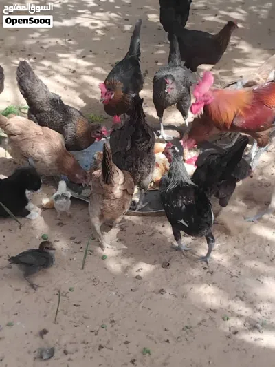 دجاج عربي للبيع اكثر من عشرين دجاجة 4