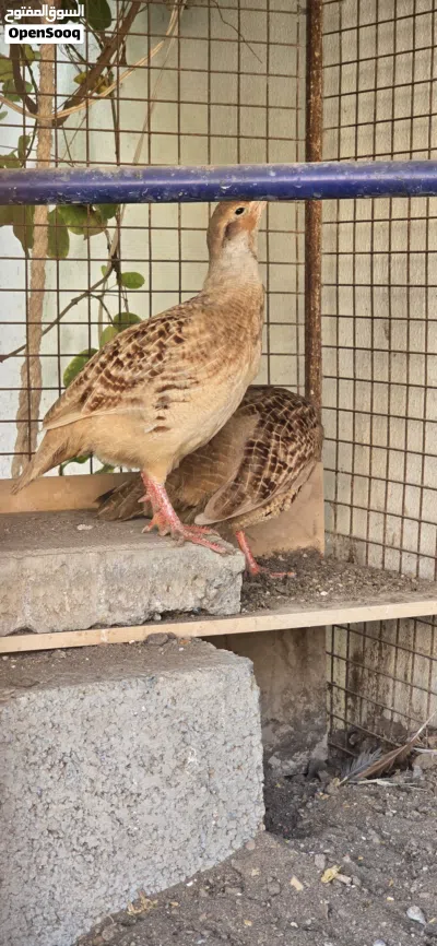 زوج صفارد باكستانية الحجم الجامبو 2