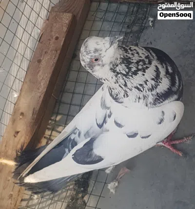 undefined 2
