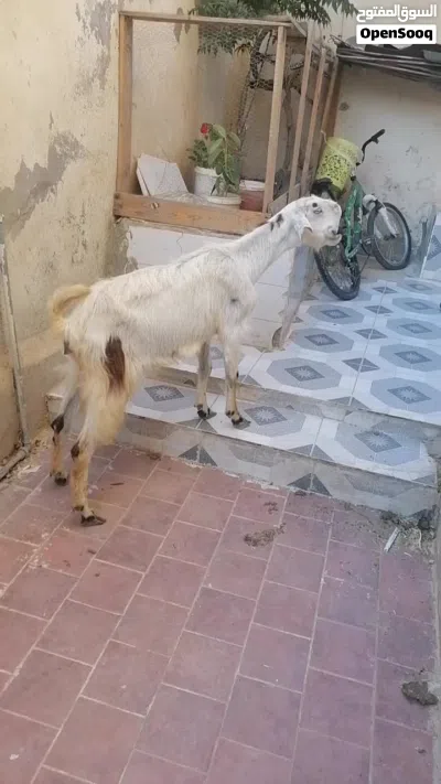 شعاريه شامي 2