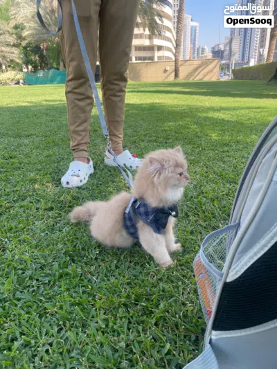 simba available now 3