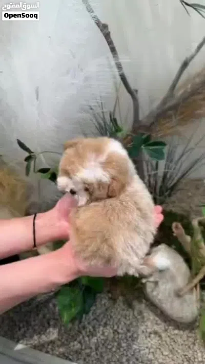 Maltese puppies 4