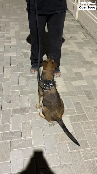 جلب مالينوا بلجيكي 2
